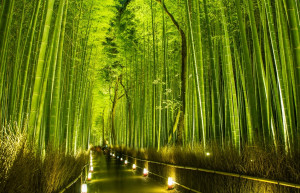 Бамбуковый лес Арасияма (Arashiyama) — Япония | Место № 13 Бамбуковый лес Арасияма (Arashiyama) — Япония | Место № 13