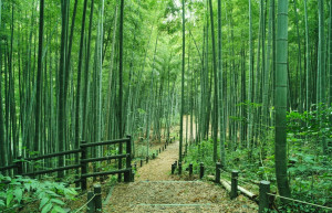 Бамбуковый лес Арасияма (Arashiyama) — Япония | Место № 13 Бамбуковый лес Арасияма (Arashiyama) — Япония | Место № 13
