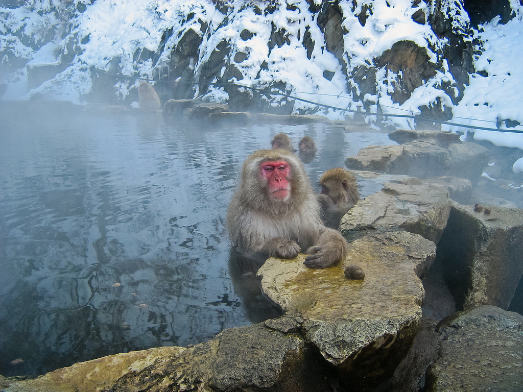 Парк обезьян Джигокудани (Jigokudani Monkey Park): снежные макаки и горячие источники Японии Парк обезьян Джигокудани (Jigokudani Monkey Park): снежные макаки и горячие источники Японии